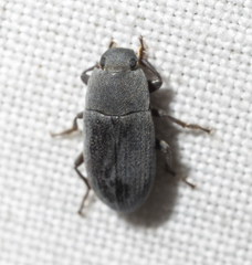 Blapstinus