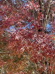 Fraxinus angustifolia oxycarpa