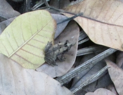 Rhinella alata