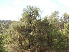 Juniperus oxycedrus