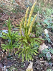 Dendrolycopodium