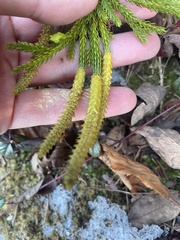 Dendrolycopodium