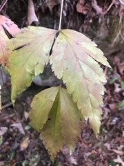 Xanthorhiza simplicissima