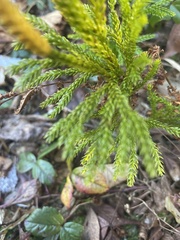 Dendrolycopodium
