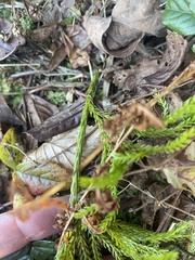 Dendrolycopodium