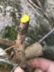 Xanthorhiza simplicissima