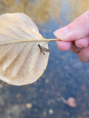 Leptophlebia