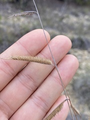 Bouteloua pectinata