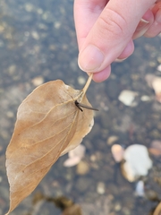 Leptophlebia