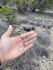 Bouteloua pectinata