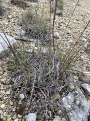 Bouteloua pectinata