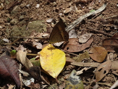 Hypocysta irius