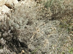 Helichrysum stoechas