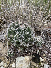 Coryphantha sulcata