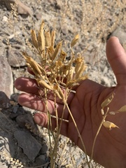 Astragalus eremiticus