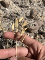 Astragalus eremiticus