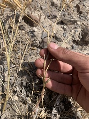 Astragalus eremiticus