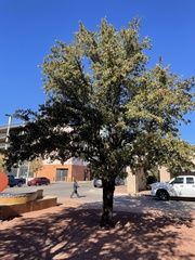 Quercus virginiana