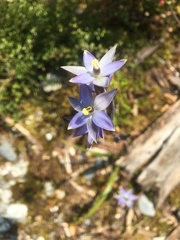 Thelymitra hatchii