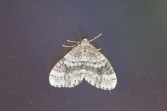 Operophtera occidentalis