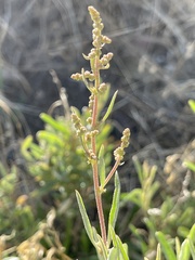 Atriplex paludosa