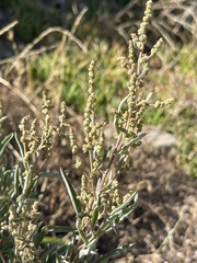 Atriplex paludosa