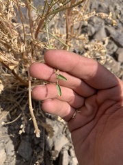 Astragalus eremiticus