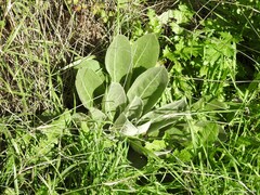 Verbascum pulverulentum