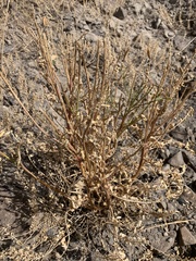 Astragalus eremiticus