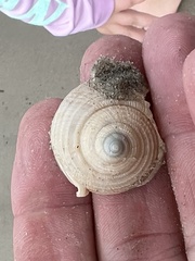 Semicassis granulata