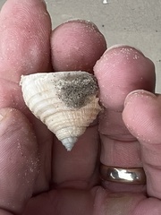 Semicassis granulata