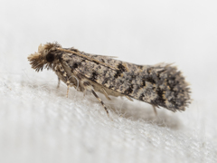 Amydria margoriella