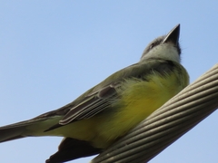Tyrannus