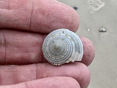 Architectonica nobilis