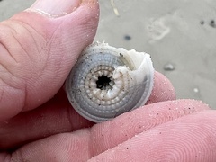 Architectonica nobilis