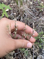 Scutellaria wrightii