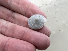 Architectonica nobilis