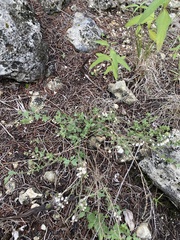 Scutellaria wrightii