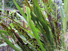 Niphidium crassifolium