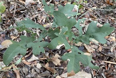 Quercus laceyi