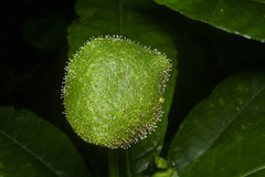 Dorstenia hirta