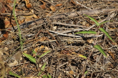 Aspidoscelis costatus