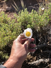 Calochortus nuttallii