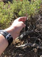 Calochortus nuttallii