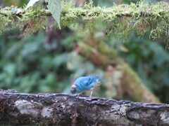 Chalcothraupis ruficervix