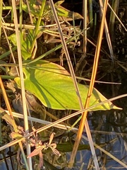 Peltandra virginica