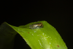 Scinax perpusillus