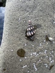 Neogastropoda