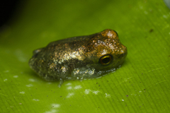 Scinax perpusillus