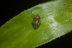 Scinax perpusillus